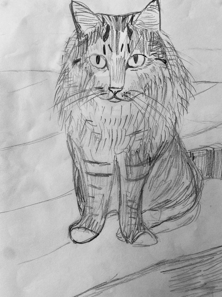 pencil drawing on paper of cat